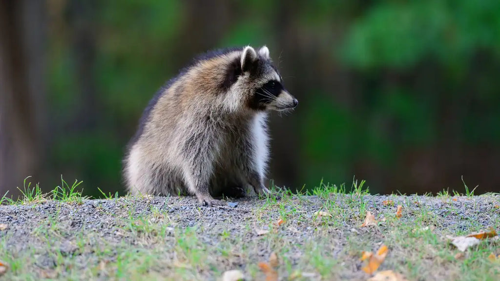  can you have a raccoon as a pet
