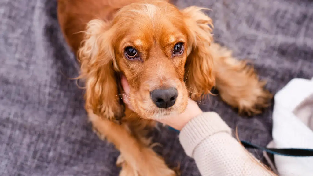  why do dogs like to be pet