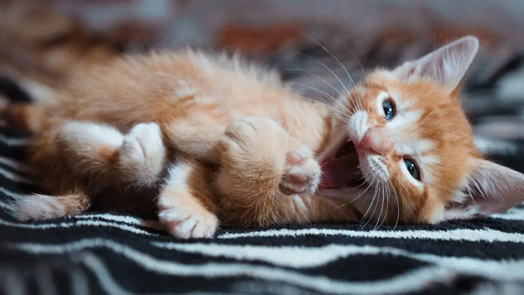 When do kittens open their eyes? - Kitten eyes