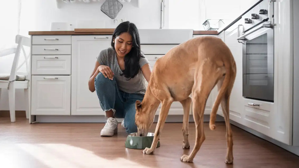 best wet dog food for senior dogs