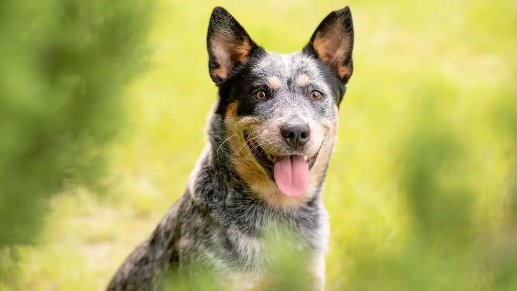 australian cattle dog