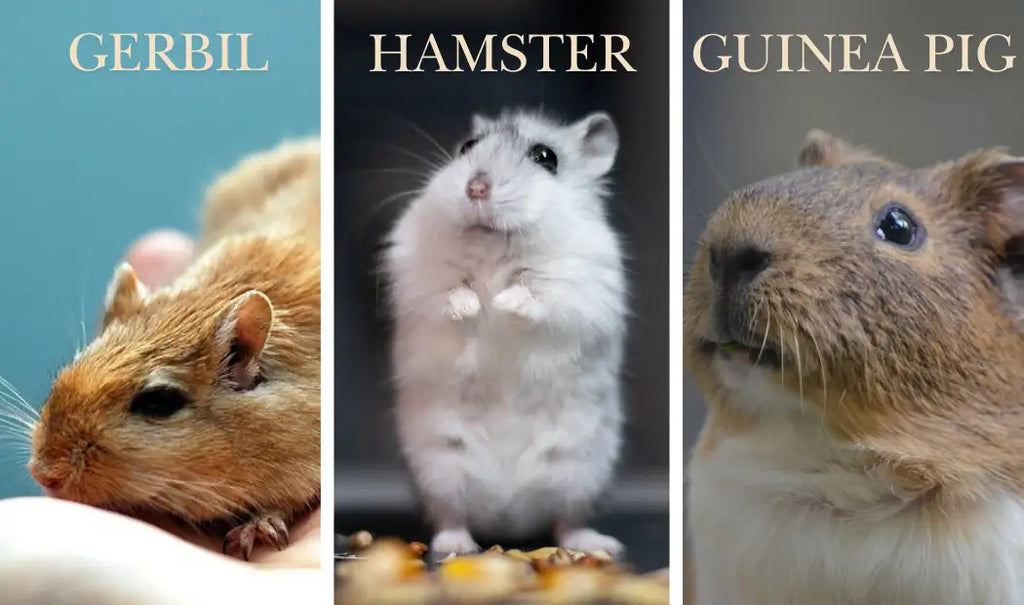 Gerbil VS Hamster VS Guinea Pig