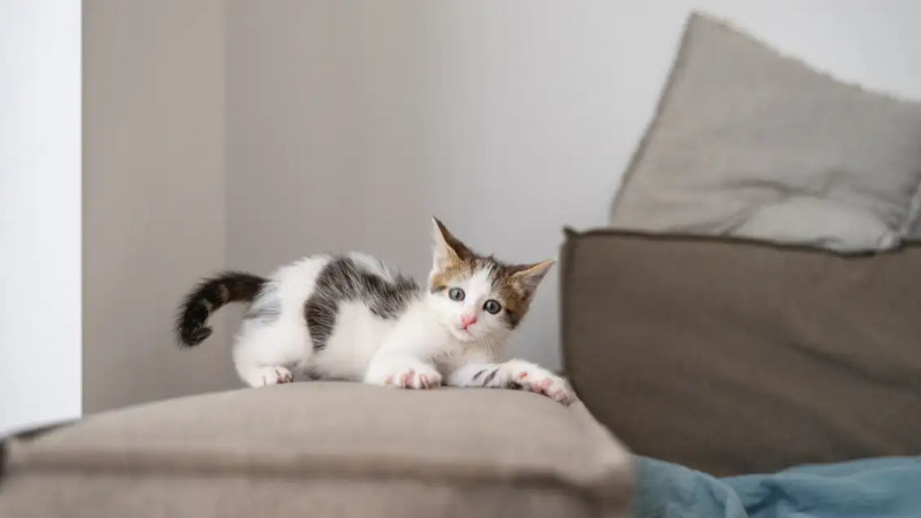 How can you stop a cat from scratching the furniture?