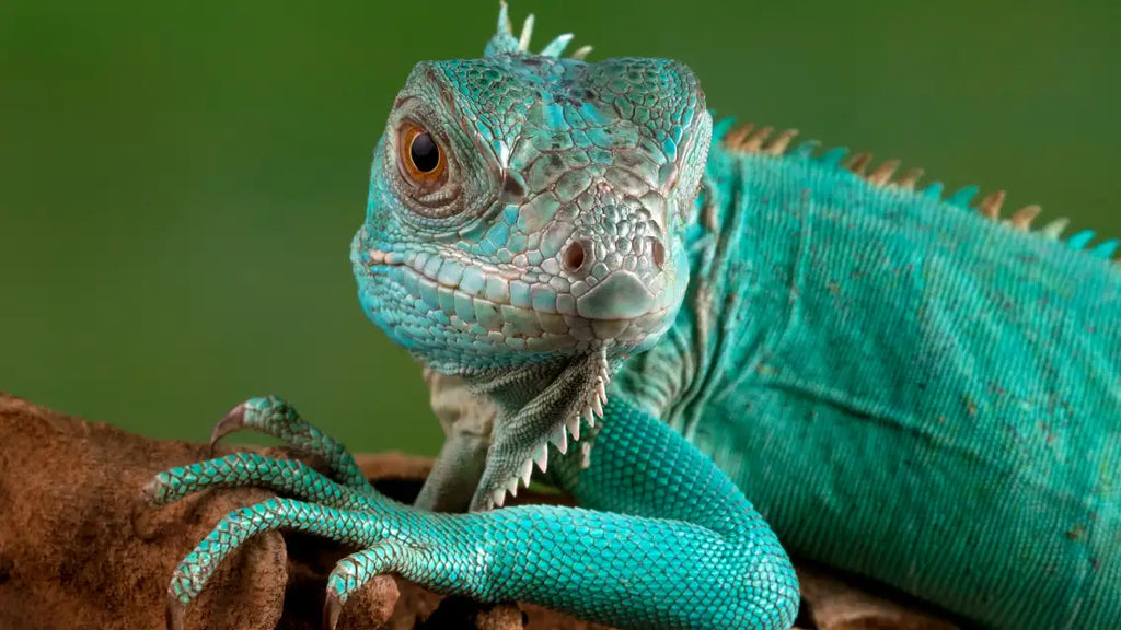 How long do iguanas live