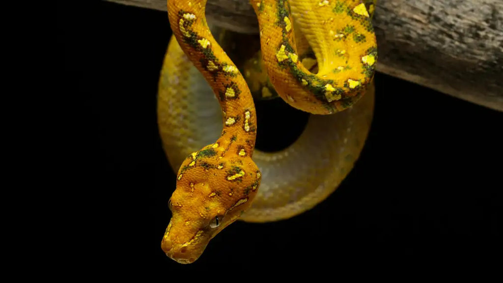 How to tell if a snake is poisonous