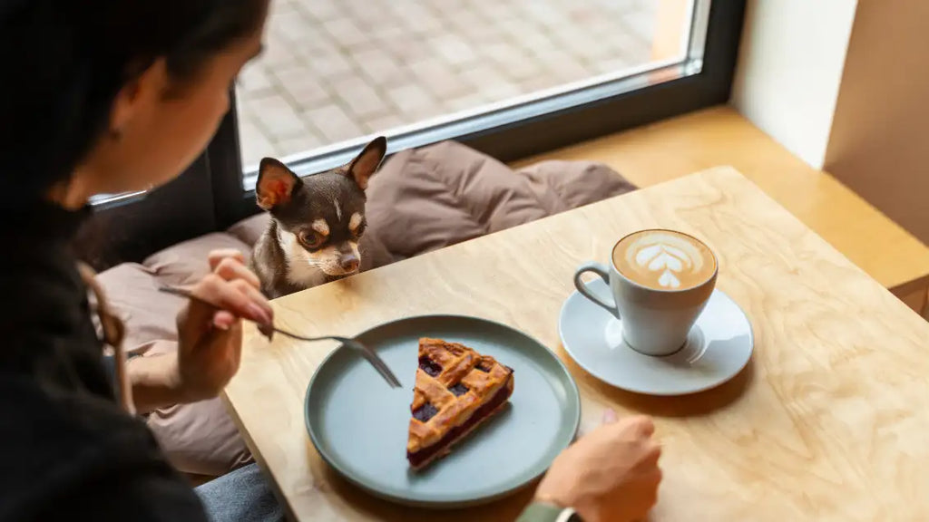 Pet-Friendly Cafes Where Tails & Lattes Meet!