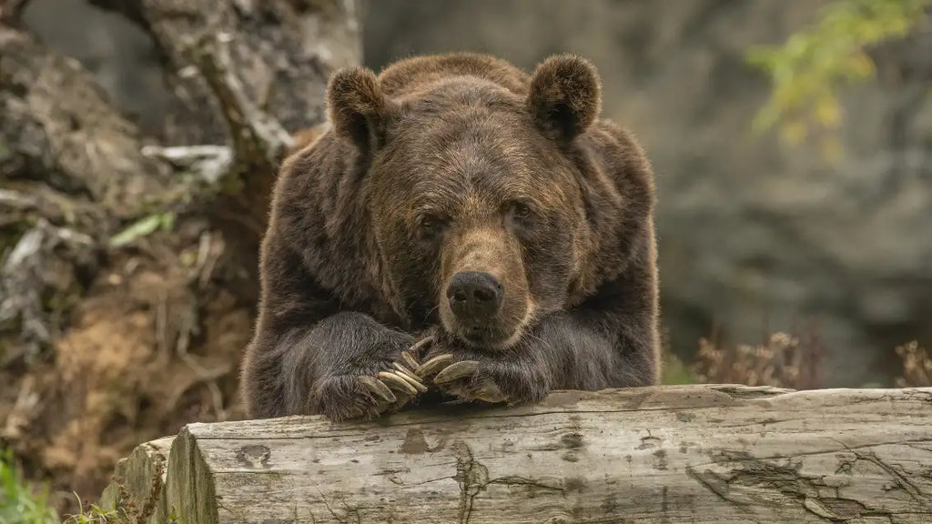 Pets you aren't allowed to have in Georgia