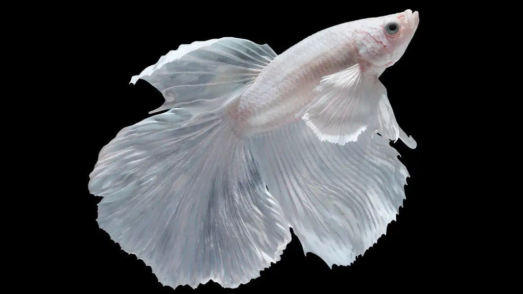 How long can betta fish go without food