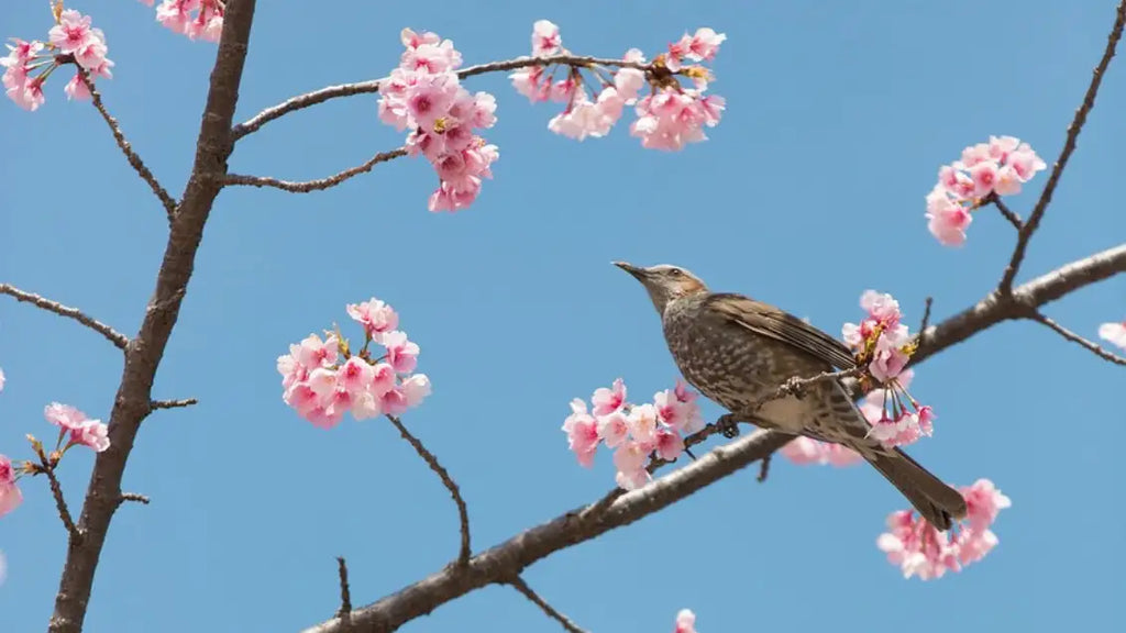 bird symbolizing the start of spring