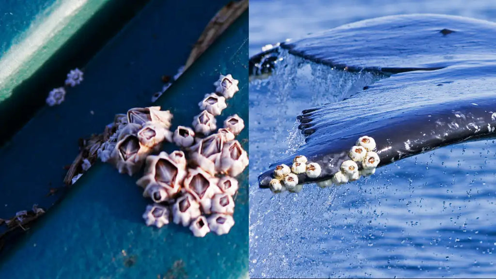 What are barnacles
