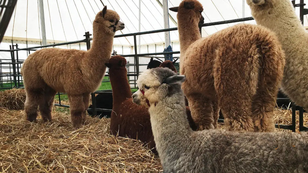 what do alpacas eat