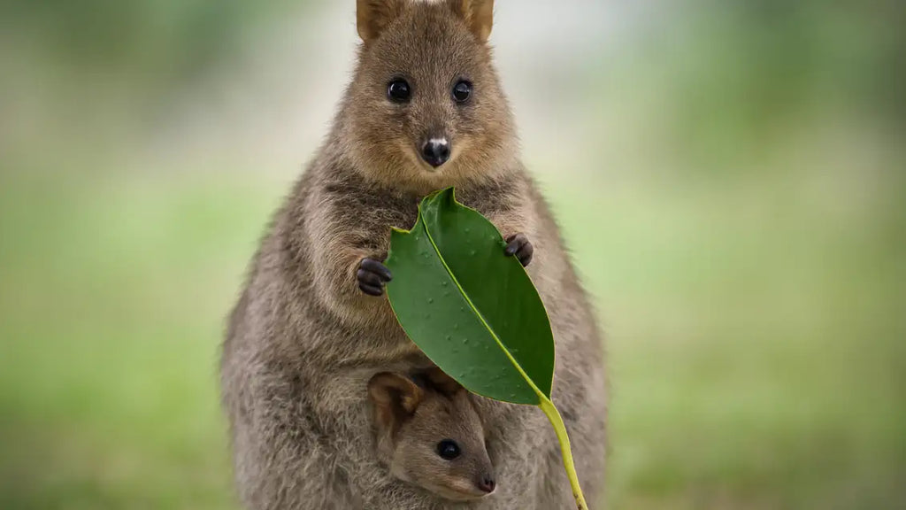 Can you have a quokka as a pet?