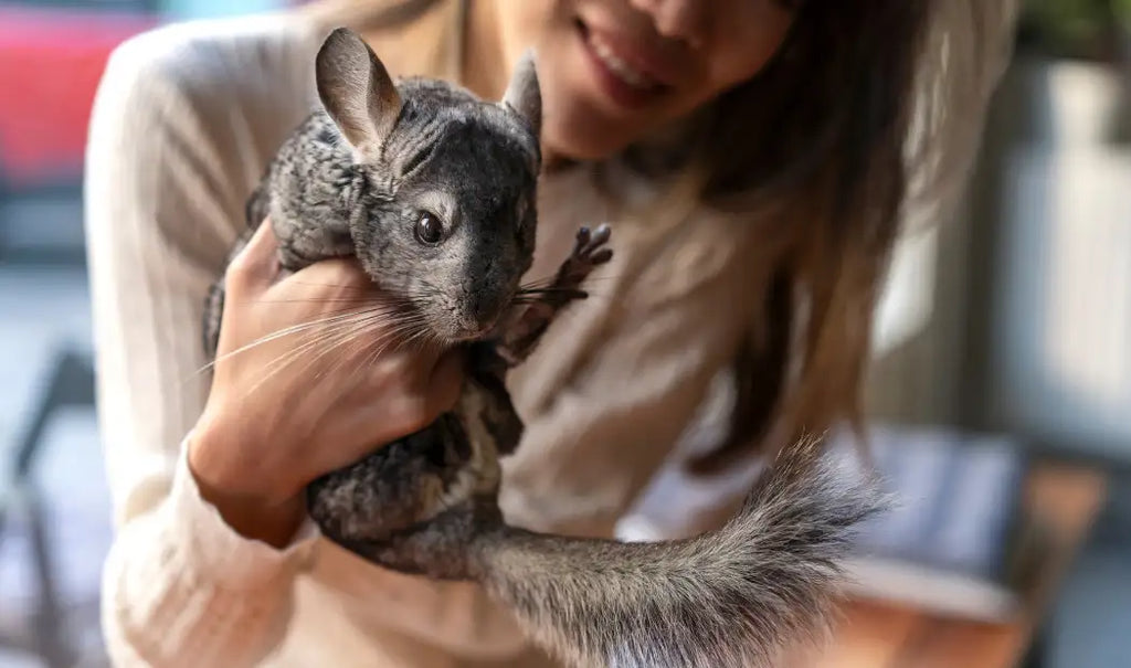 can you train chinchillas to be handled 