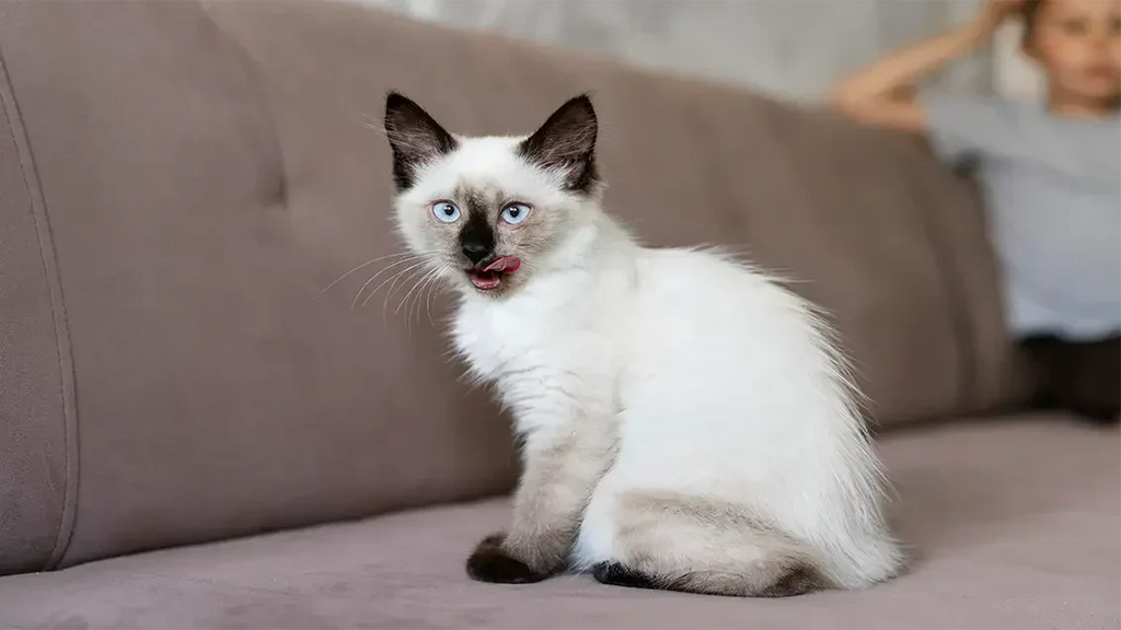 when do cats stop growing