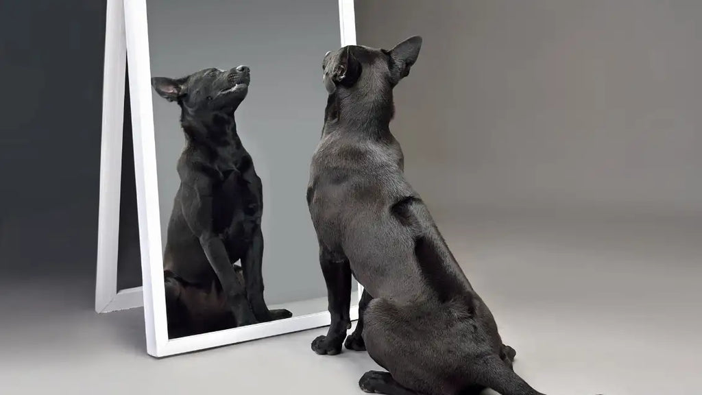 Do dogs recognize themselves in the mirror