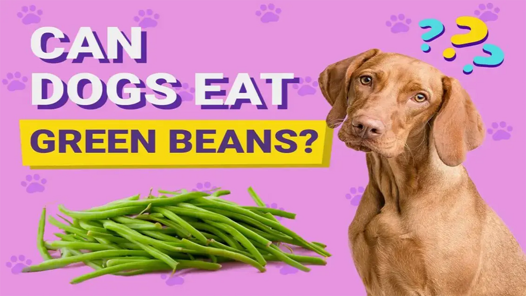 Can dogs eat green beans