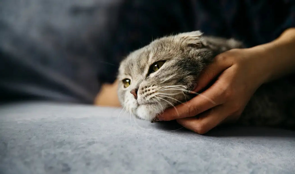  how to get rid of fleas on cats naturally