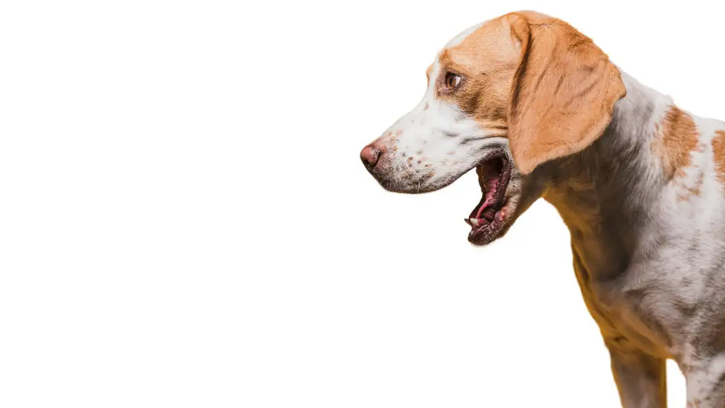  how to stop a dog from barking at night