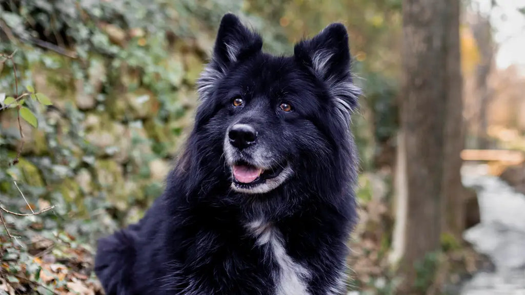blue german shepherd