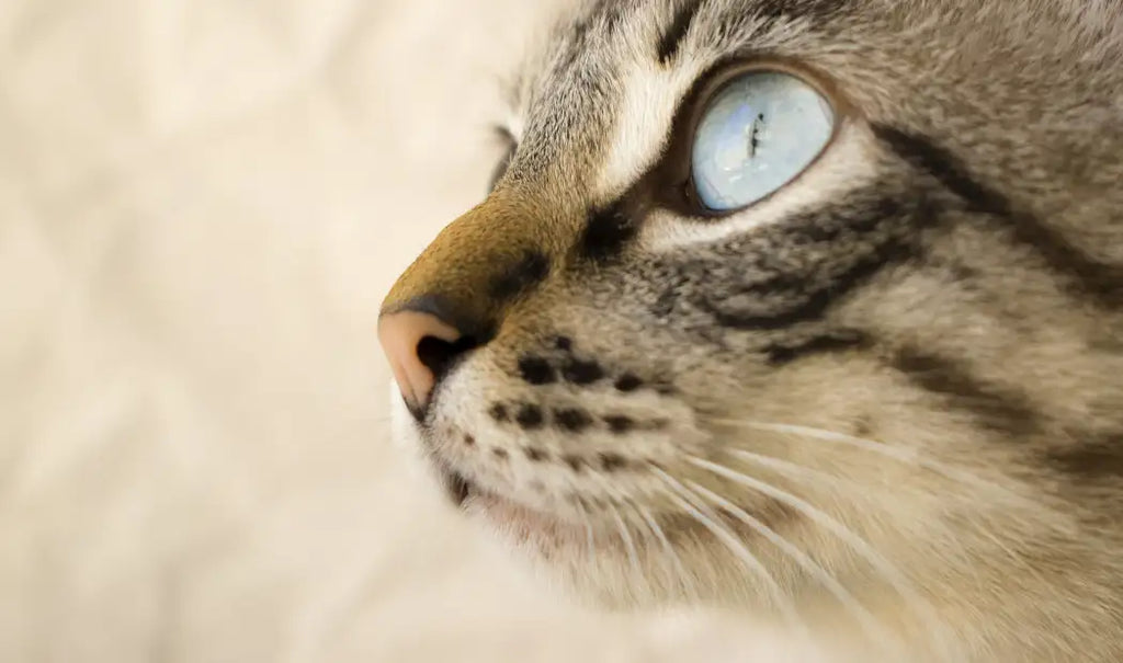 what colors can cat see